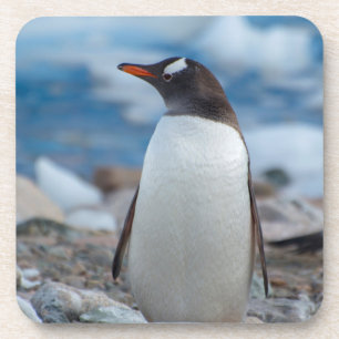 Antarctica. Neko Harbour. Gentoo Penguin Coaster