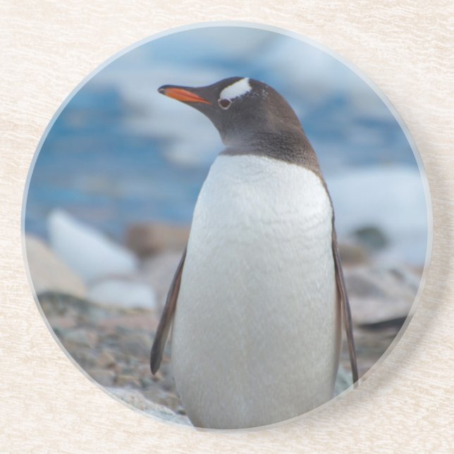 Antarctica. Neko Harbour. Gentoo Penguin Coaster (Front)