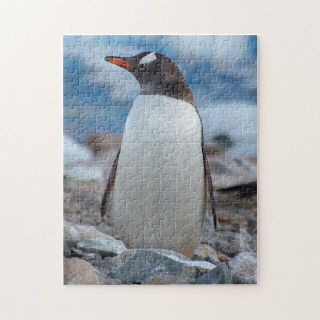 Antarctica. Neko Harbour. Gentoo Penguin Jigsaw Puzzle (Vertical)