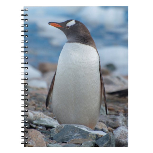 Antarctica. Neko Harbour. Gentoo Penguin Notebook (Front)
