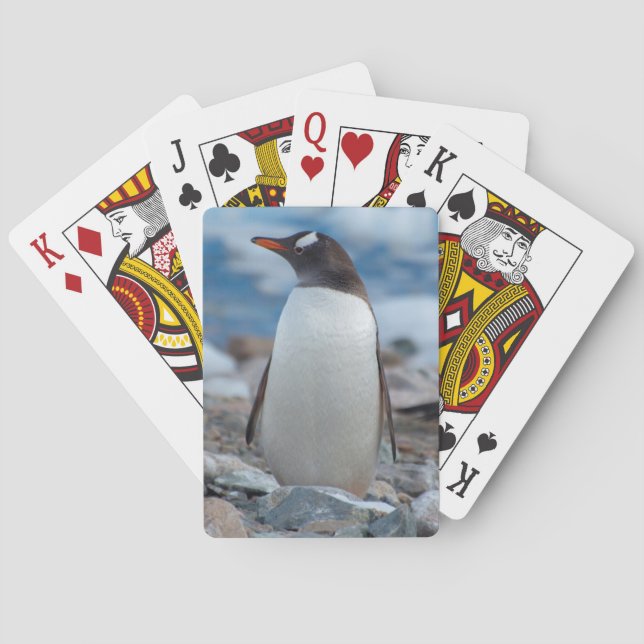 Antarctica. Neko Harbour. Gentoo Penguin Playing Cards (Back)