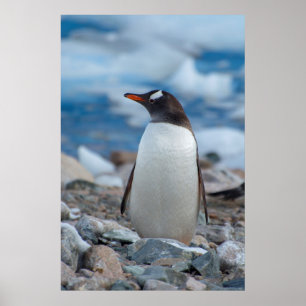 Antarctica. Neko Harbour. Gentoo Penguin Poster