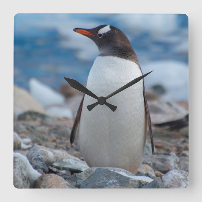 Antarctica. Neko Harbour. Gentoo Penguin Square Wall Clock (Front)