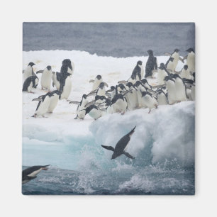 Antarctica, Paulet Island. Adelie penguins Magnet
