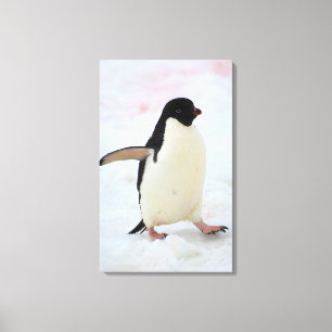Antarctica. Petermann Island. Adelie penguin Canvas Print