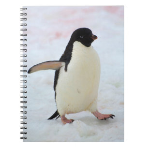 Antarctica. Petermann Island. Adelie penguin Notebook
