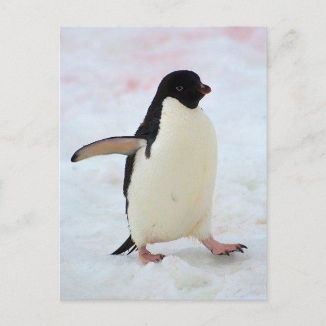 Antarctica. Petermann Island. Adelie penguin Postcard (Front)