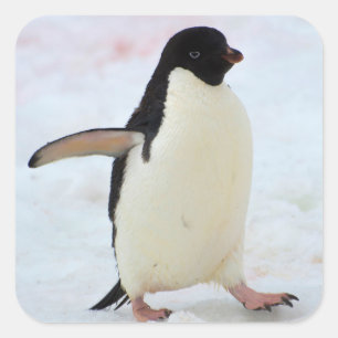 Antarctica. Petermann Island. Adelie penguin Square Sticker