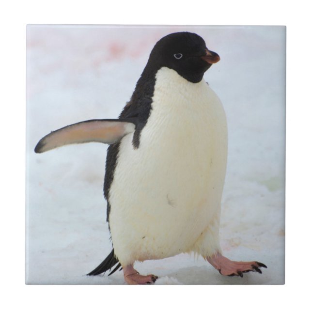 Antarctica. Petermann Island. Adelie penguin Tile (Front)
