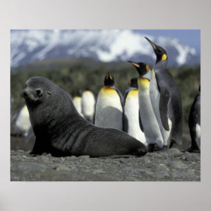 Antarctica, South Georgia Island. Antarctic fur Poster