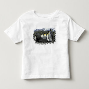 Antarctica, South Georgia Island. Antarctic fur Toddler T-shirt