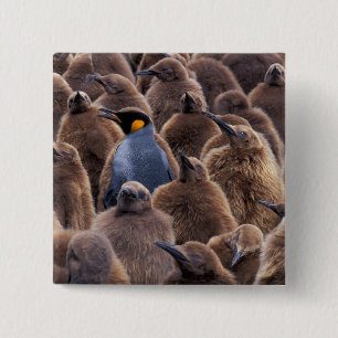 Antarctica, South Georgia Island, King penguins 2 Inch Square Button