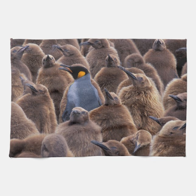 Antarctica, South Georgia Island, King penguins Kitchen Towel (Horizontal)