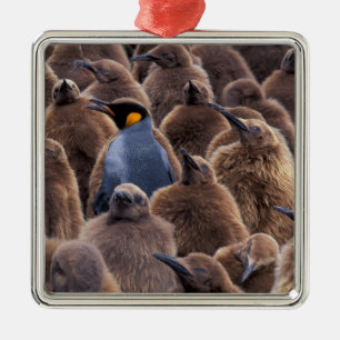 Antarctica, South Georgia Island, King penguins Metal Ornament