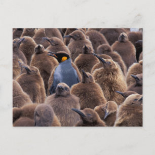 Antarctica, South Georgia Island, King penguins Postcard