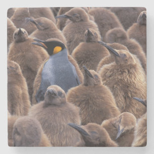 Antarctica, South Georgia Island, King penguins Stone Coaster