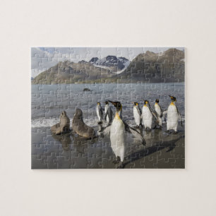 Antarctica, South Georgia Island (UK), Antarctic 2 Jigsaw Puzzle