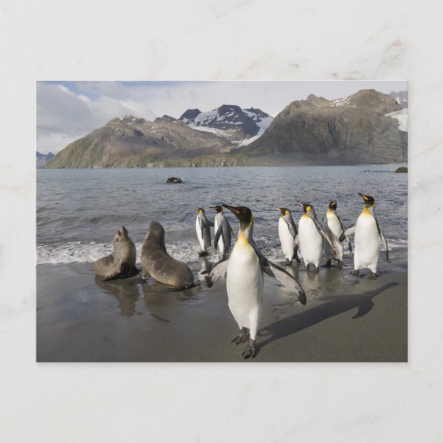 Antarctica, South Georgia Island (UK), Antarctic 2 Postcard (Front)