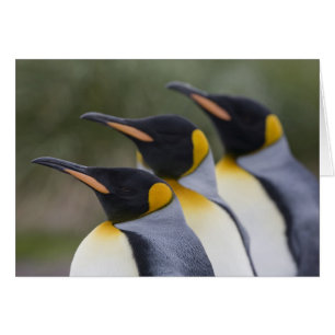 Antarctica, South Georgia Island UK), King