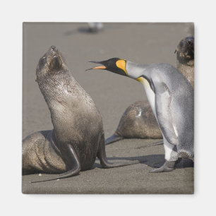 Antarctica, South Georgia Island (UK), King 3 Magnet