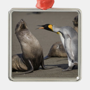 Antarctica, South Georgia Island (UK), King 3 Metal Ornament