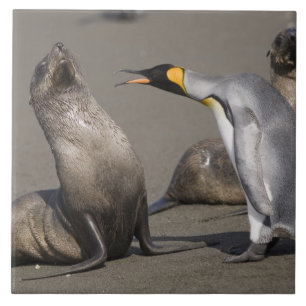 Antarctica, South Georgia Island (UK), King 3 Tile