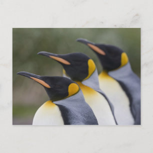 Antarctica, South Georgia Island UK), King 5 Postcard