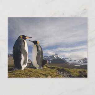 Antarctica, South Georgia Island UK), King Postcard