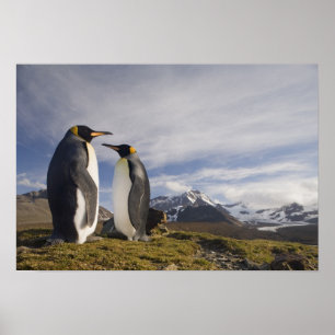 Antarctica, South Georgia Island UK), King Poster