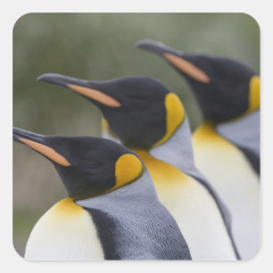 Antarctica, South Georgia Island UK), King Square Sticker
