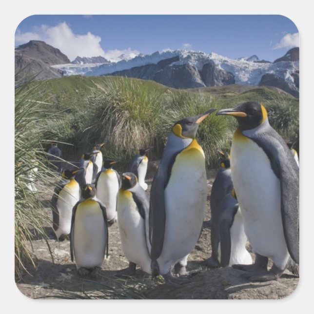 Antarctica, South Georgia Island UK), King Square Sticker (Front)