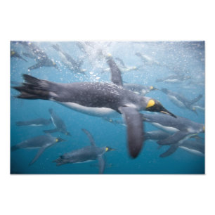 Antarctica, South Georgia Island UK Photo Print
