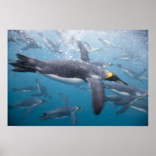 Antarctica, South Georgia Island UK Poster