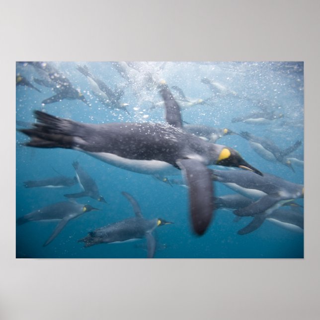 Antarctica, South Georgia Island UK Poster (Front)