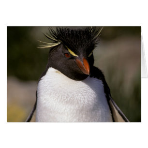 Antarctica, Sub-Antarctic Islands, South 5