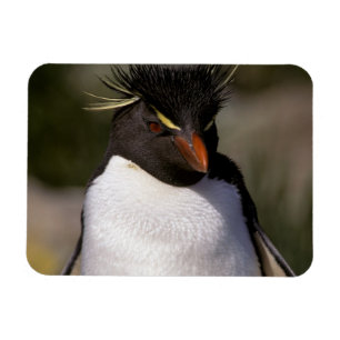 Antarctica, Sub-Antarctic Islands, South 5 Magnet