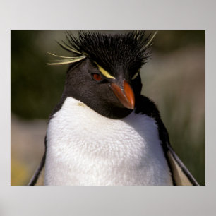 Antarctica, Sub-Antarctic Islands, South 5 Poster