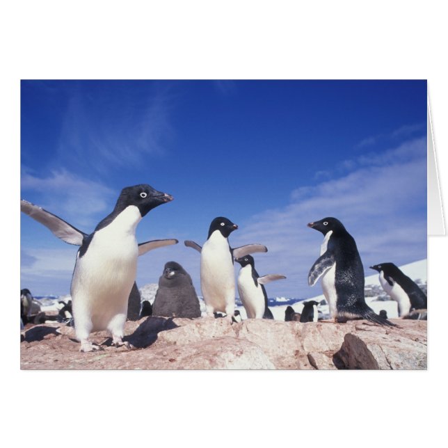 Antarctique, Adelie Penguin Pygoscelis (Devant horizontal)