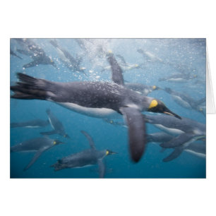 Antarctique, île de Géorgie du Sud Royaume-Uni