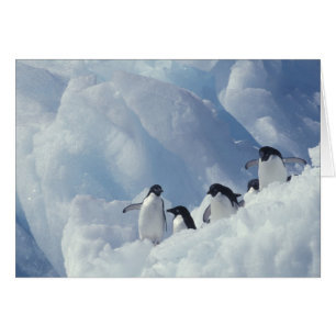Antarctique. Pingouins d'Adelie