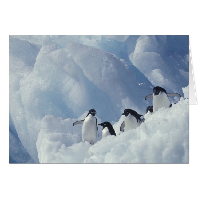 Antarctique. Pingouins d'Adelie (Devant horizontal)