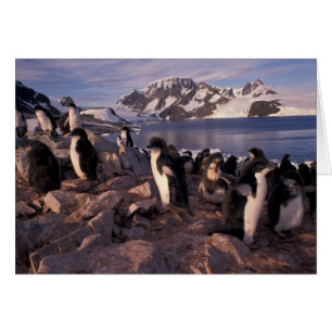 Antarctique, poussins de pingouin d'Adelie