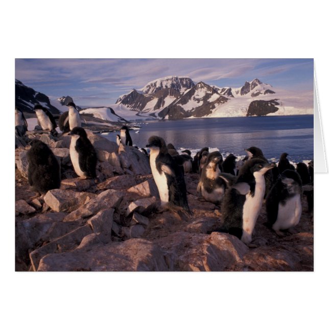 Antarctique, poussins de pingouin d'Adelie (Devant horizontal)