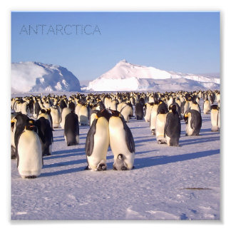 Antarctique, troupeau de pingouins photo