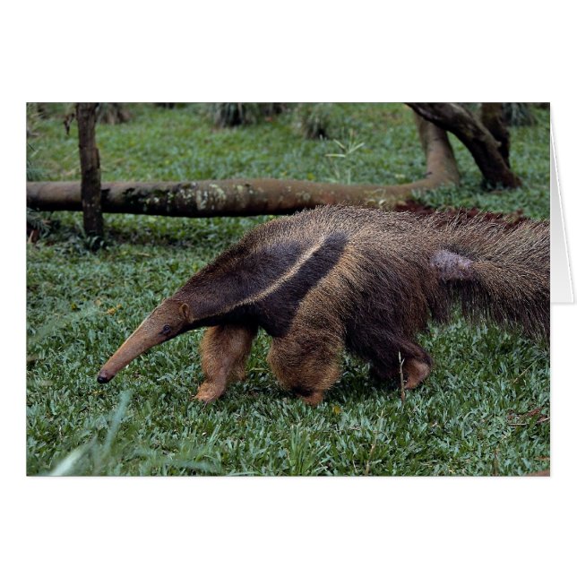 Anteater géant (Myrmecophaga tridactyla) (Devant horizontal)