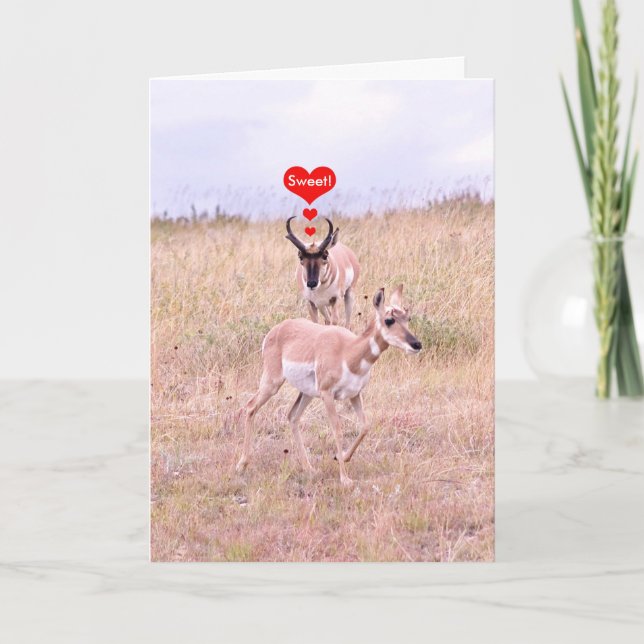 Antelope Love Card (Front)