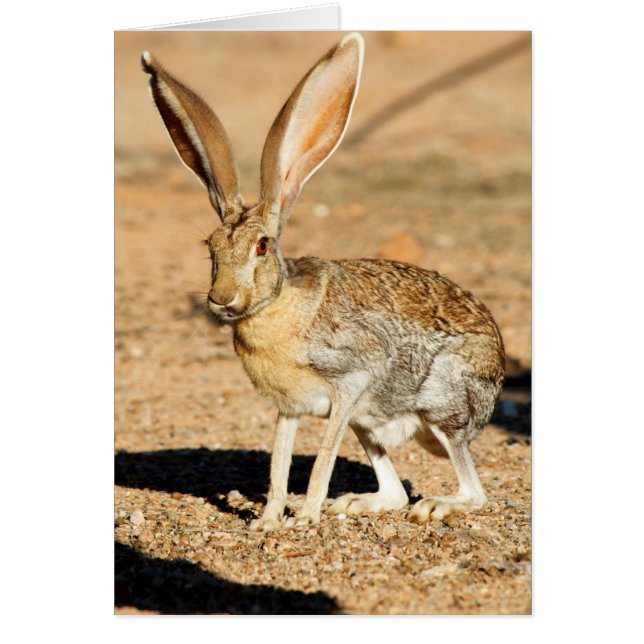 Antelope portrait de lapin, Arizona (Devant)