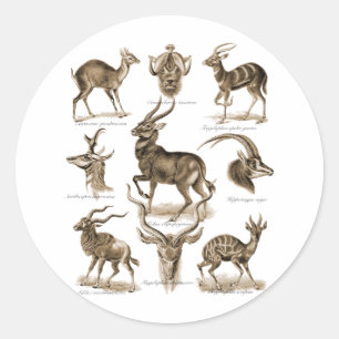 Antelopes Classic Round Sticker
