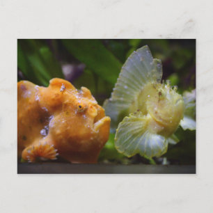 Antennarius commerson & Taenianotus triacanthus Postcard