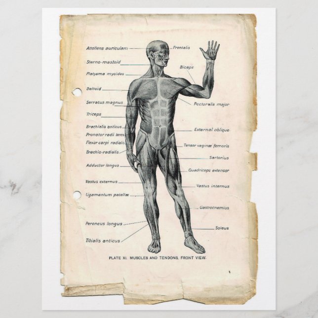 Anterior Muscles Flyer (Front)